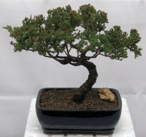 Juniper Bonsai Tree - Trained <br><i>(juniper procumbens nana)</i>