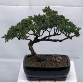 Juniper Bonsai Tree - Trained <br><i>(juniper procumbens nana)</i>