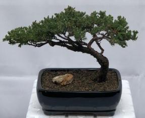 Juniper Bonsai Tree - Trained <br><i>(juniper procumbens nana)</i>