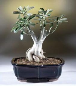 Desert Rose Bonsai Tree<br><i>(adenium obesum)</i>