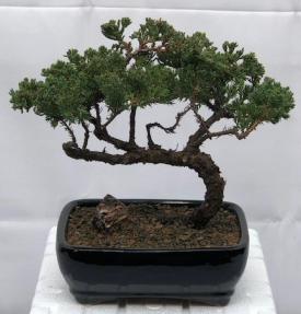 Juniper Bonsai Tree - Trained <br><i>(juniper procumbens nana)</i>