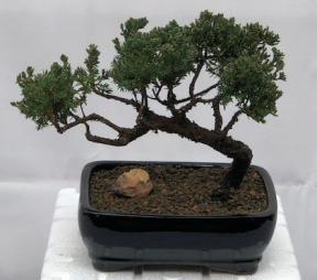 Juniper Bonsai Tree - Trained <br><i>(juniper procumbens nana)</i>