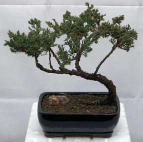 Juniper Bonsai Tree - Trained <br><i>(juniper procumbens nana)</i>