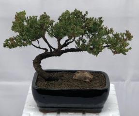 Juniper Bonsai Tree - Trained <br><i>(juniper procumbens nana)</i>