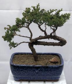 Juniper Bonsai Tree - Trained <br><i>(juniper procumbens nana)</i>