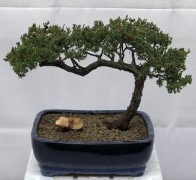 Juniper Bonsai Tree - Trained <br><i>(juniper procumbens nana)</i>