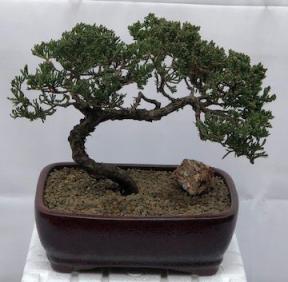 Juniper Bonsai Tree - Trained <br><i>(juniper procumbens nana)</i>