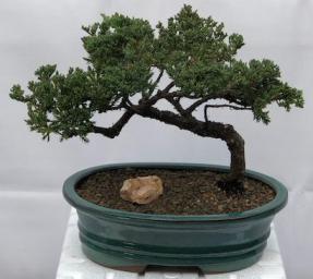 Juniper Bonsai Tree - Trained <br><i>(juniper procumbens nana)</i>