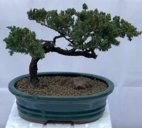 Juniper Bonsai Tree - Trained <br><i>(juniper procumbens nana)</i>