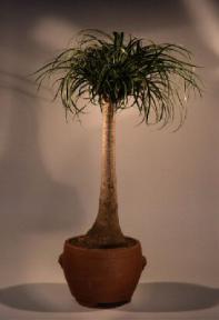 Pony Tail Palm Bonsai Tree<br><i>(beaucamea recurvata)</i>