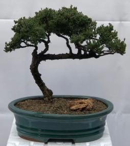 Juniper Bonsai Tree - Trained <br><i>(juniper procumbens nana)</i>