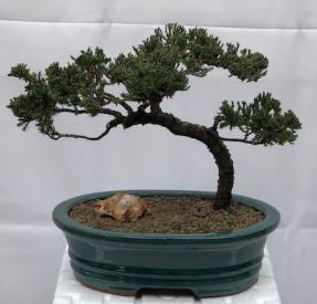 Juniper Bonsai Tree - Trained <br><i>(juniper procumbens nana)</i>