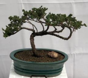 Juniper Bonsai Tree - Trained <br><i>(juniper procumbens nana)</i>