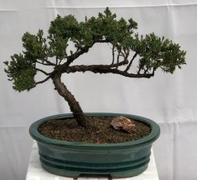 Juniper Bonsai Tree - Trained <br><i>(juniper procumbens nana)</i>