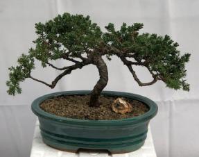 Juniper Bonsai Tree - Trained <br><i>(juniper procumbens nana)</i>