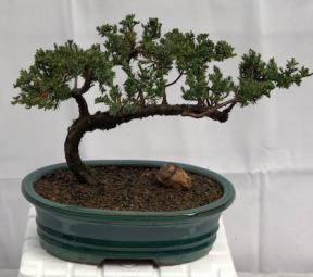 Juniper Bonsai Tree - Trained <br><i>(juniper procumbens nana)</i>