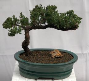 Juniper Bonsai Tree - Trained <br><i>(juniper procumbens nana)</i>