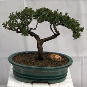 Juniper Bonsai Tree - Trained <br><i>(juniper procumbens nana)</i>