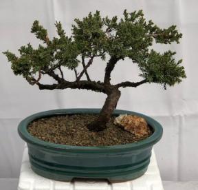 Juniper Bonsai Tree - Trained <br><i>(juniper procumbens nana)</i>