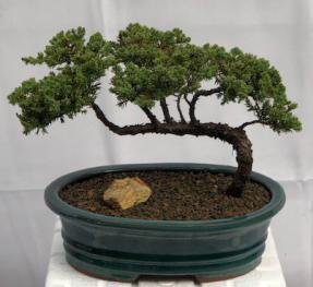 Juniper Bonsai Tree - Trained <br><i>(juniper procumbens nana)</i>