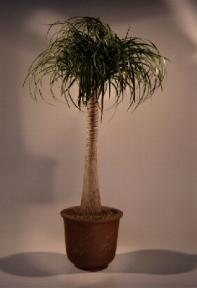 Pony Tail Palm Bonsai Tree<br><i>(beaucamea recurvata)</i>