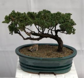 Juniper Bonsai Tree - Trained <br><i>(juniper procumbens nana)</i>