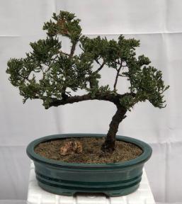 Juniper Bonsai Tree - Trained <br><i>(juniper procumbens nana)</i>