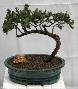 Juniper Bonsai Tree - Trained <br><i>(juniper procumbens nana)</i>