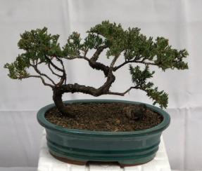 Juniper Bonsai Tree - Trained <br><i>(juniper procumbens nana)</i>