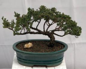 Juniper Bonsai Tree - Trained <br><i>(juniper procumbens nana)</i>