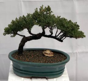 Juniper Bonsai Tree - Trained <br><i>(juniper procumbens nana)</i>