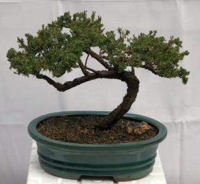 Juniper Bonsai Tree - Trained <br><i>(juniper procumbens nana)</i>