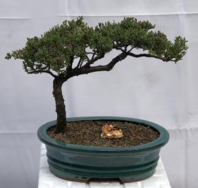 Juniper Bonsai Tree - Trained <br><i>(juniper procumbens nana)</i>