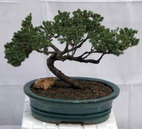 Juniper Bonsai Tree - Trained <br><i>(juniper procumbens nana)</i>