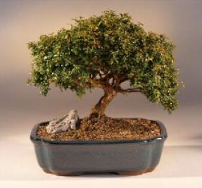 Japanese Kingsville Boxwood Bonsai Tree<br><i>(buxus microphylla 