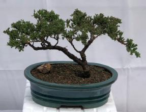 Juniper Bonsai Tree - Trained <br><i>(juniper procumbens nana)</i>