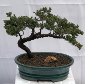 Juniper Bonsai Tree - Trained <br><i>(juniper procumbens nana)</i>