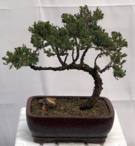 Juniper Bonsai Tree - Trained <br><i>(juniper procumbens nana)</i>