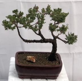 Juniper Bonsai Tree - Trained <br><i>(juniper procumbens nana)</i>