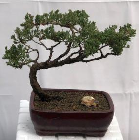 Juniper Bonsai Tree - Trained <br><i>(juniper procumbens nana)</i>