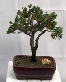 Juniper Bonsai Tree - Trained <br><i>(juniper procumbens nana)</i>