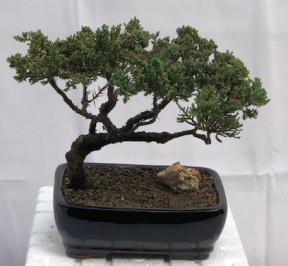 Juniper Bonsai Tree - Trained <br><i>(juniper procumbens nana)</i>