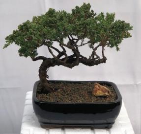 Juniper Bonsai Tree - Trained <br><i>(juniper procumbens nana)</i>