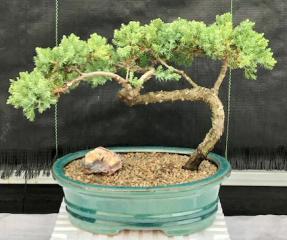 Juniper Bonsai Tree - Trained <br><i>(juniper procumbens nana)</i>