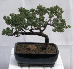 Juniper Bonsai Tree - Trained <br><i>(juniper procumbens nana)</i>