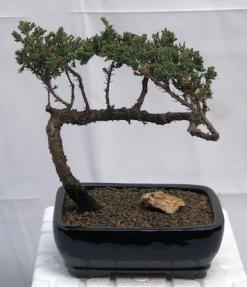 Juniper Bonsai Tree - Trained <br><i>(juniper procumbens nana)</i>