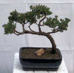 Juniper Bonsai Tree - Trained <br><i>(juniper procumbens nana)</i>