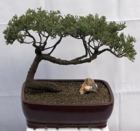 Juniper Bonsai Tree - Trained <br><i>(juniper procumbens nana)</i>