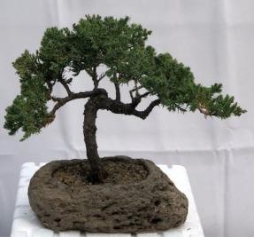 Juniper Bonsai Tree - Trained <br><i><br><i>In Lava Rock(juniper procumbens nana)</i>