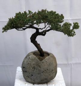 Juniper Bonsai Tree - Trained <br><i>(juniper procumbens nana)</i>